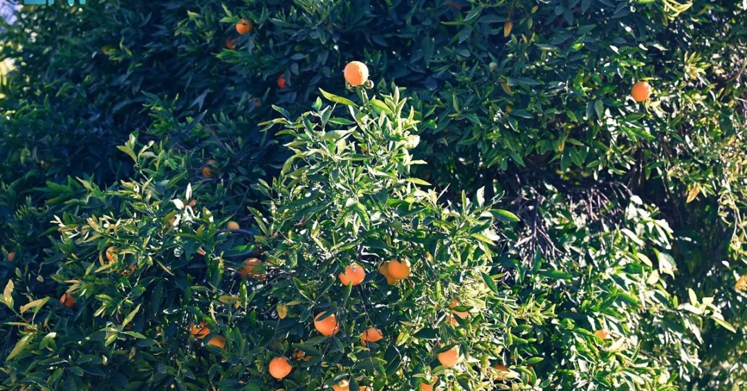 AlUla Citrus Harvest Begins with 6,500 Ton Annual Yield, Boosting Agriculture