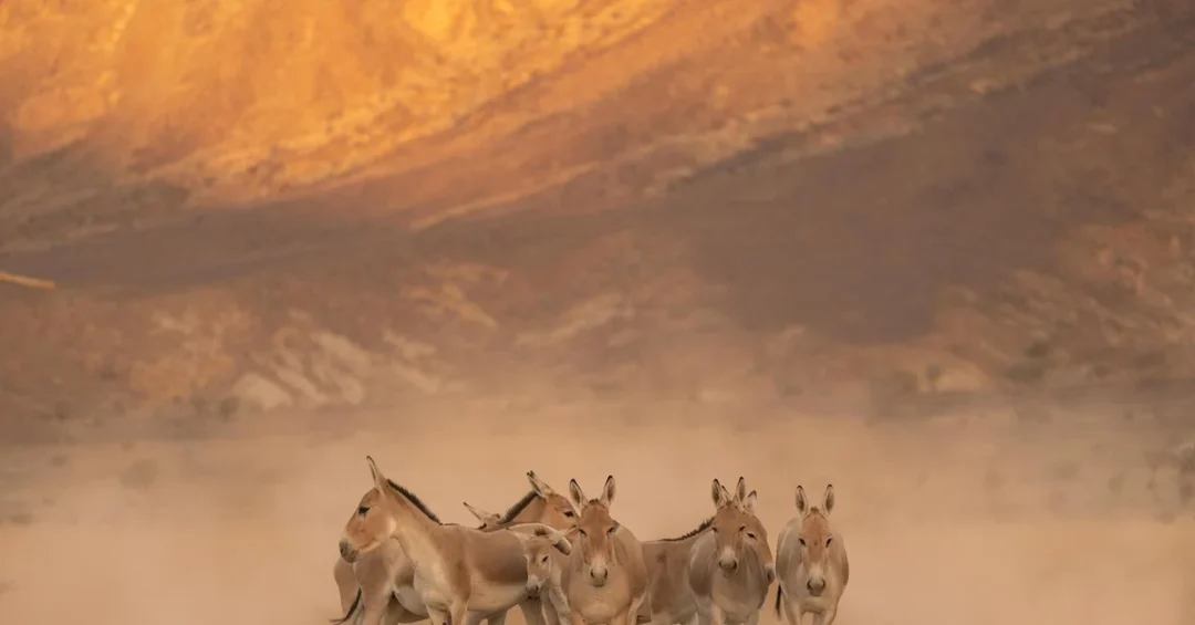 Persian Onager Returns to Saudi Arabia After Century-Long Absence