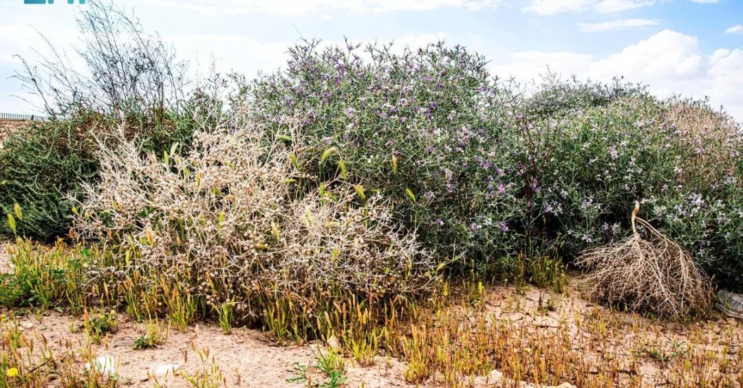 Nature Reserves Restore Wildlife Biodiversity in Northern Borders