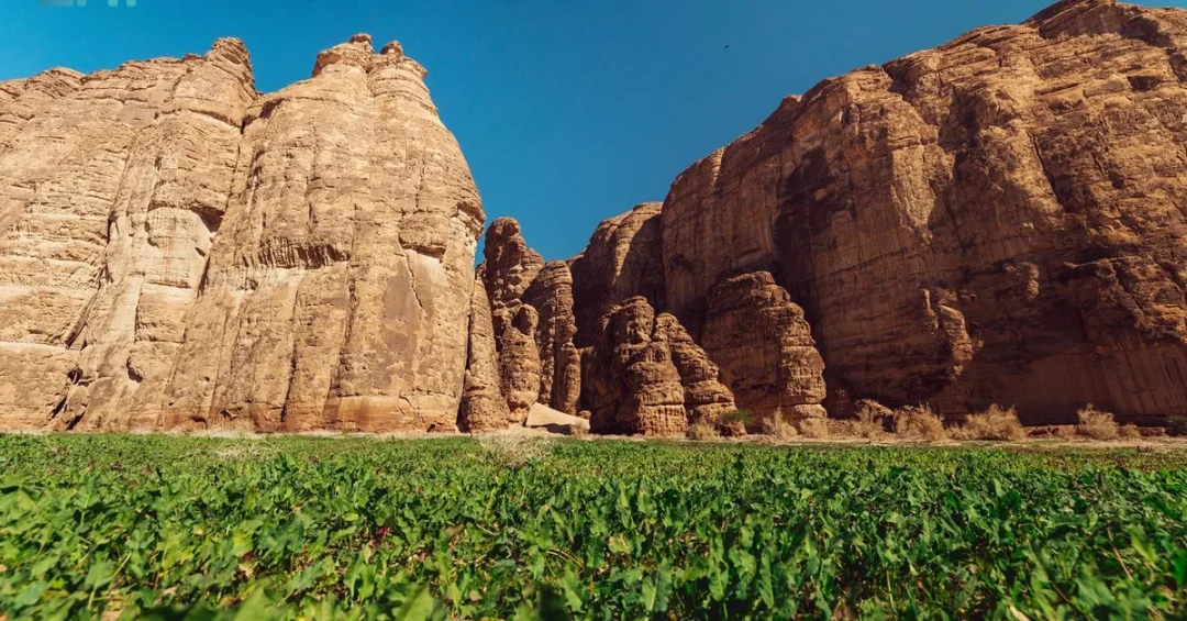 AlUla Plants 500,000 Native Trees in Green Initiative Push