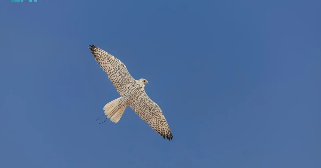 Melwah Racing Qualifying Rounds Begin at King Abdulaziz Falconry Festival