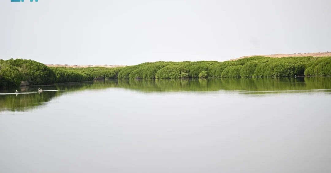 Flamingos and Mangrove Forests Draw Nature Lovers to Jazan