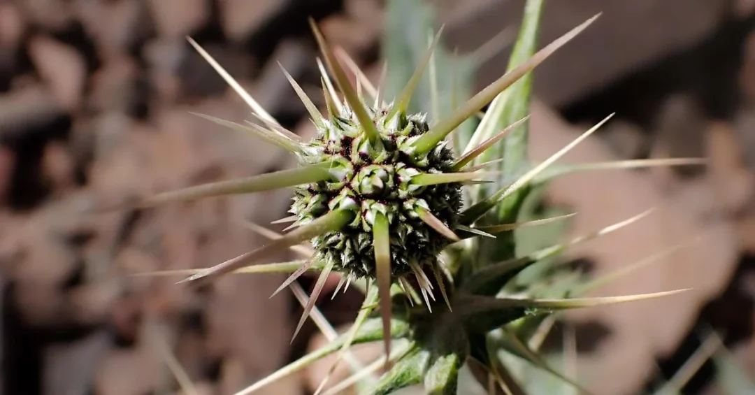 Prince Mohammed bin Salman Reserve Discovers 5 New Species