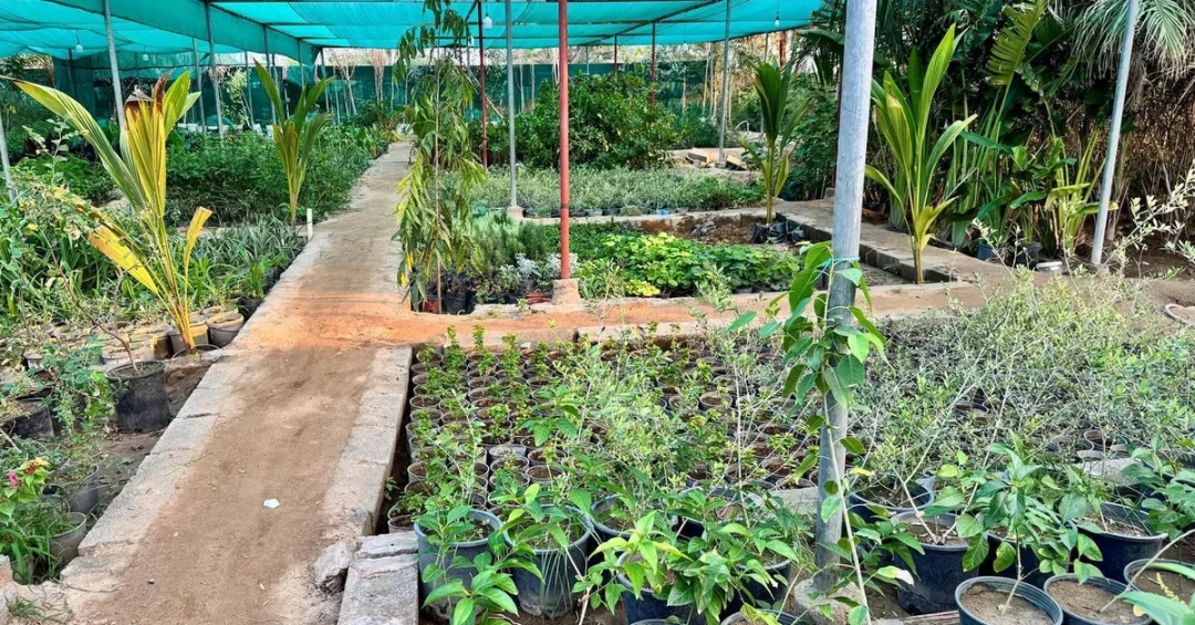 Makkah Nurseries Drive Green Spaces and Quality of Life Under Vision 2030