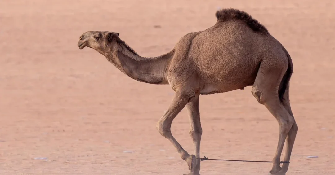 The Majestic Camel: An Enduring Symbol of Arabian Heritage