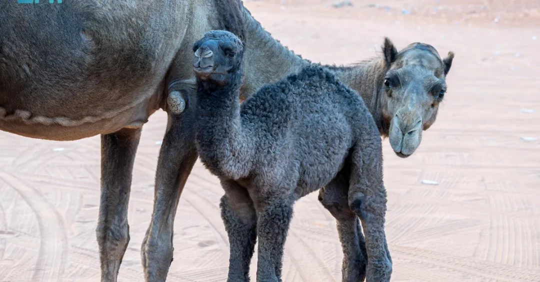 Camel Names Reveal Deep Cultural Heritage at Saudi Festival