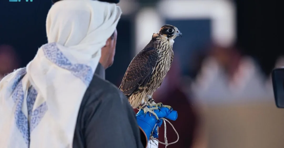 Falcon Beauty Pageant at King Abdulaziz Festival Starts with SAR4.9M Prizes