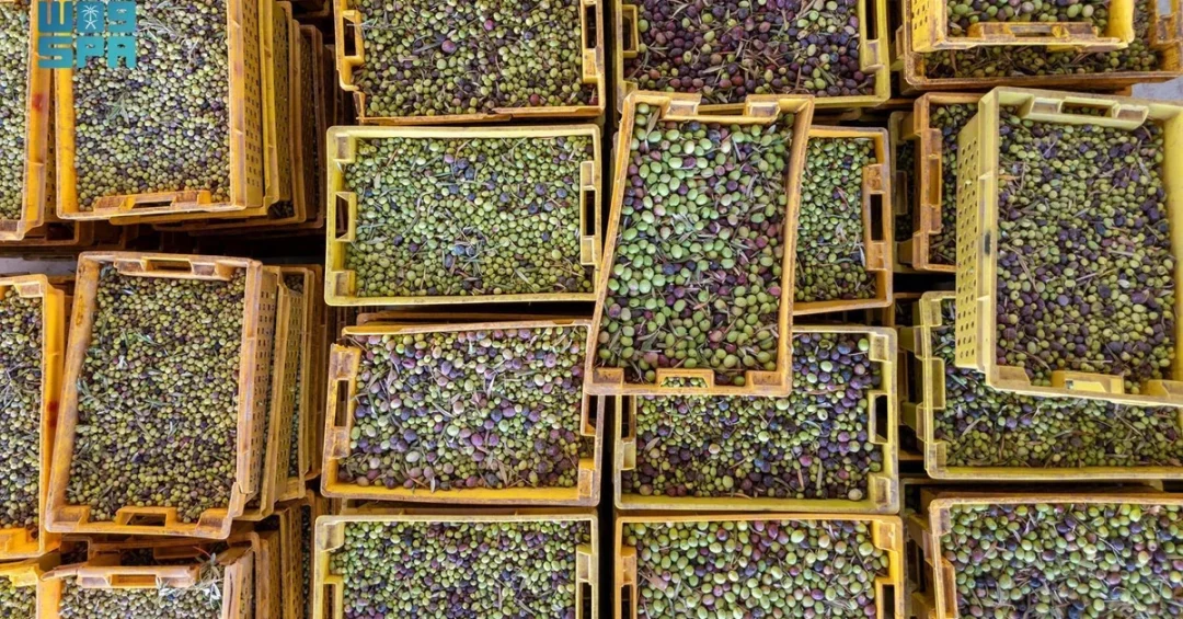 Al-Jouf: 23 Million Olive Trees Fuel Agricultural and Tourism Growth