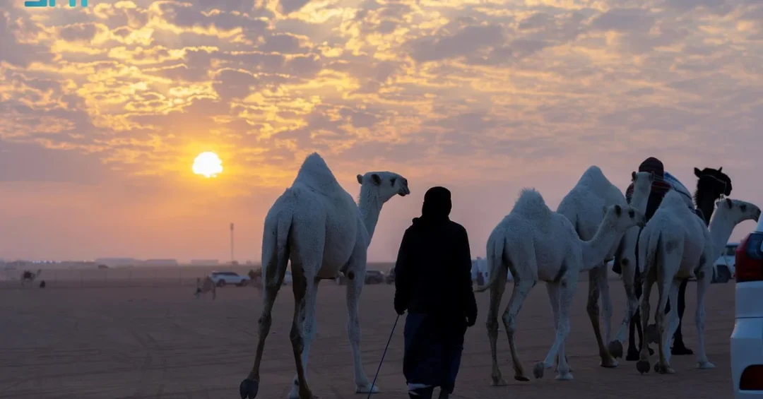 King Abdulaziz Camel Festival Boosts GCC Camel Markets Economy