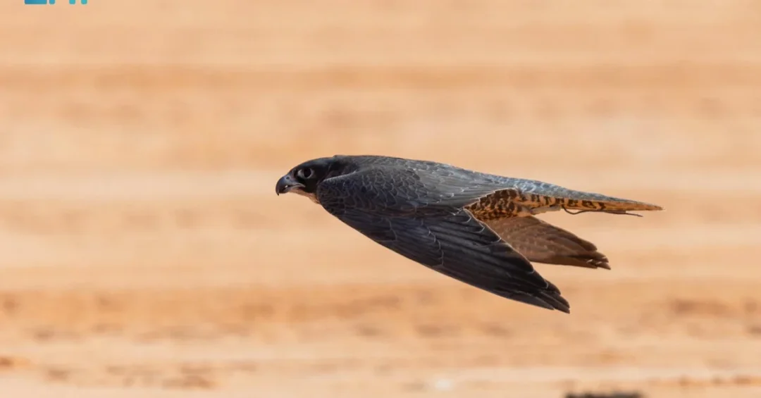 Champions Crowned at King Abdulaziz Falconry Festival King’s Sword Rounds