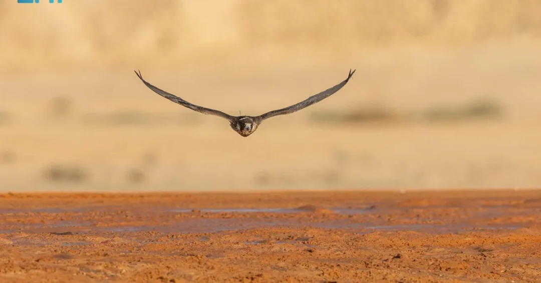 King Abdulaziz Falconry Festival 2024 Ends with Record SAR 36M Prize Pool