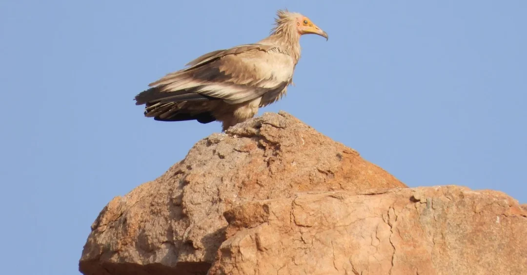 Endangered Egyptian Vulture Nesting Recorded in King Salman Royal Reserve