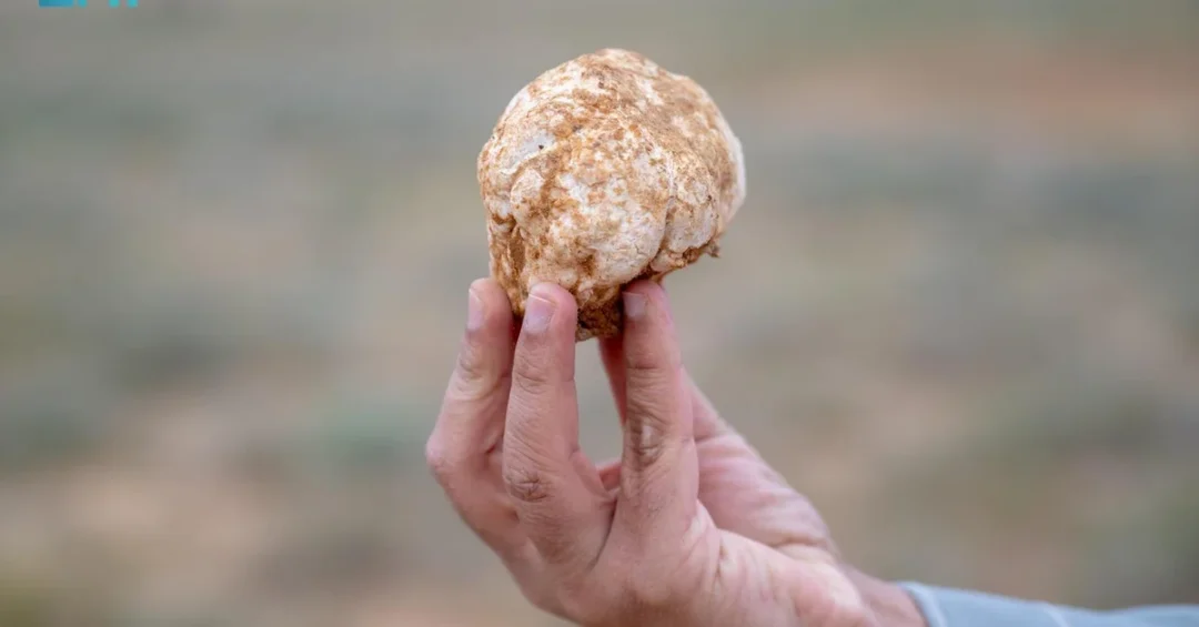 Desert Truffles: Saudi Arabia’s Buried Treasure in Qassim