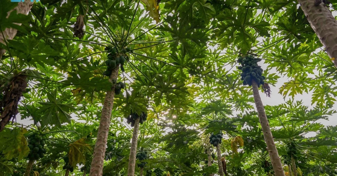 Tihama Farms in Al-Baha: A Model of Agricultural Excellence Under Vision 2030