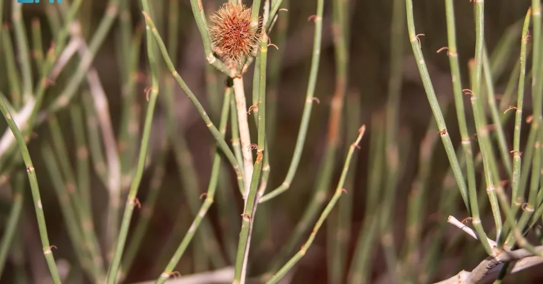Thornless Arta Plant Revives in Northern Borders Region