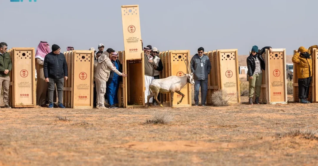 Endangered Species Return to Habitat at Saudi Arabia’s Imam Turki Reserve
