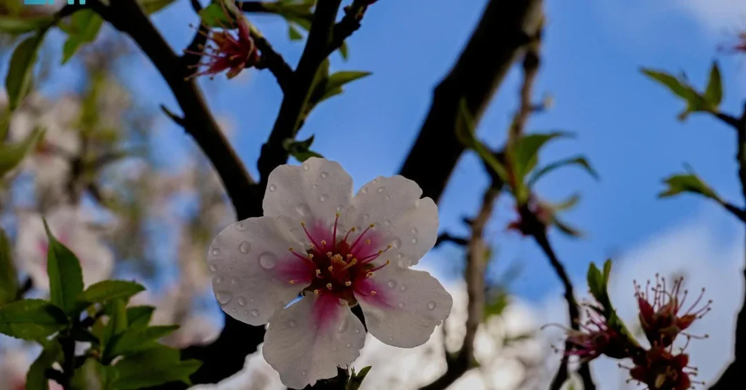 Al-Baha Almond Season Flourishes with Vibrant Winter Blooms