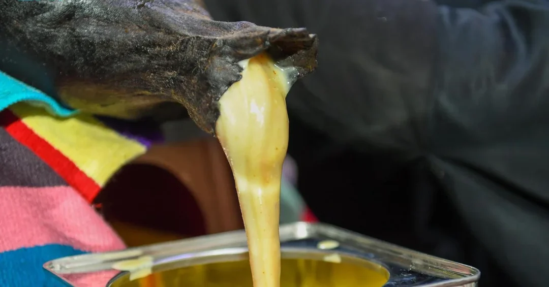 Wild Ghee Production: A Time-Honored Tradition in Saudi Arabia’s Northern Borders