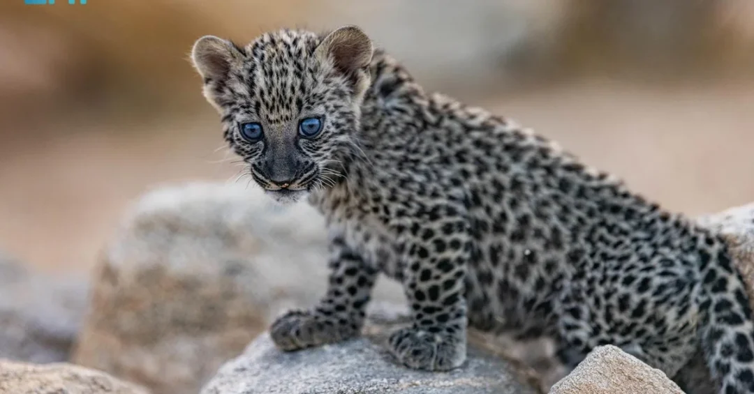 Arabian Leopard Center in AlUla Gains First-Ever EAZA Accreditation