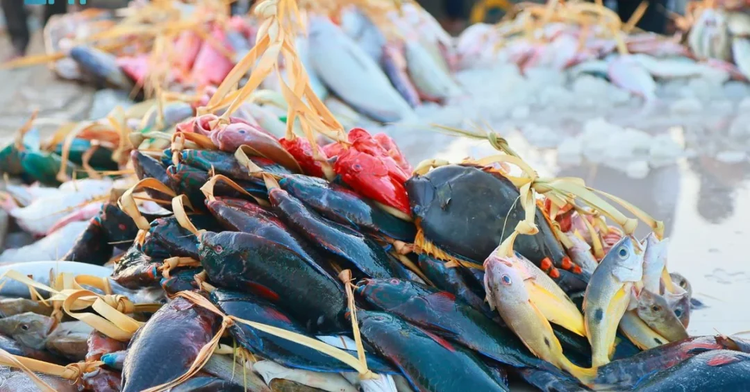 Umluj Fish Auction Attracts Early Morning Crowds in Tabuk Region