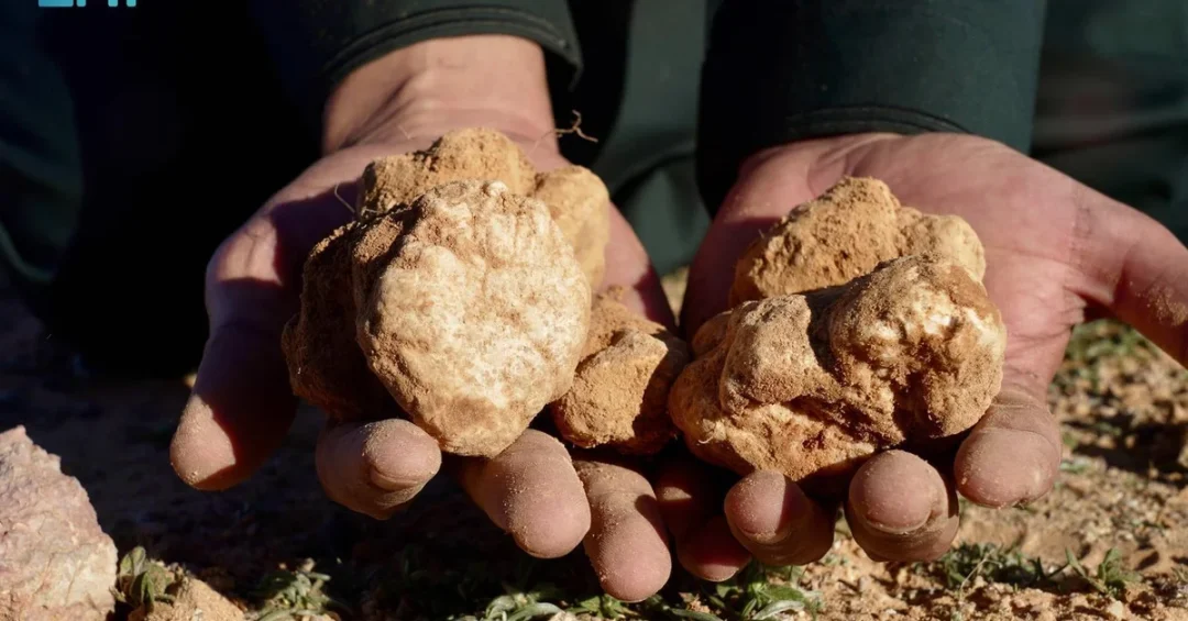 Truffle Hunting Season in Northern Borders Draws Enthusiasts to Desert