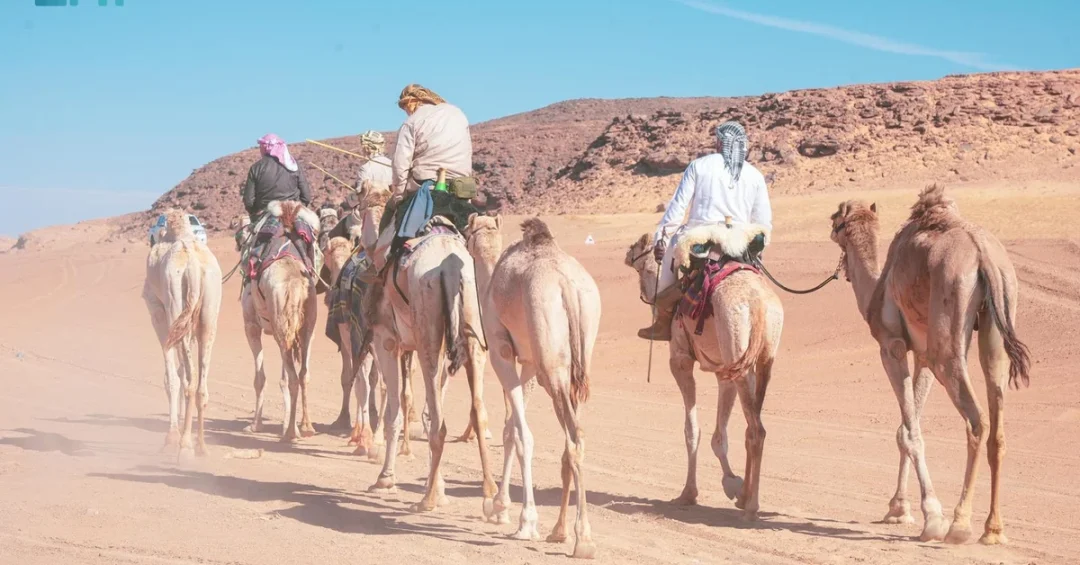 British Adventurers Trek 500km Across Saudi Royal Reserve on Camels