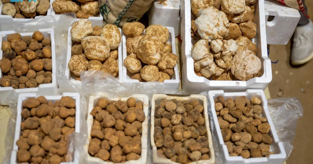 Truffle Hunting in Al-Jouf: A Seasonal Tradition and Economic Opportunity