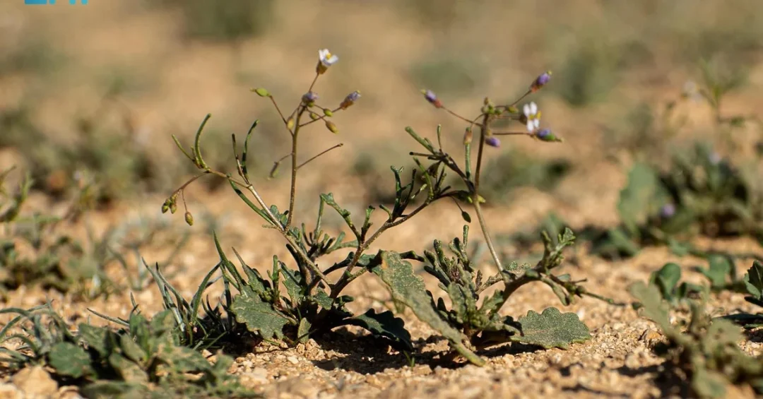 Al-Qaliqlan: Key Forage Plant Boosts Environment in Northern Borders