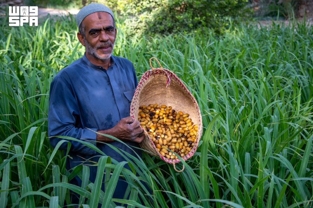 Early Date Harvest Arrives in Al-Ahsa Central Markets