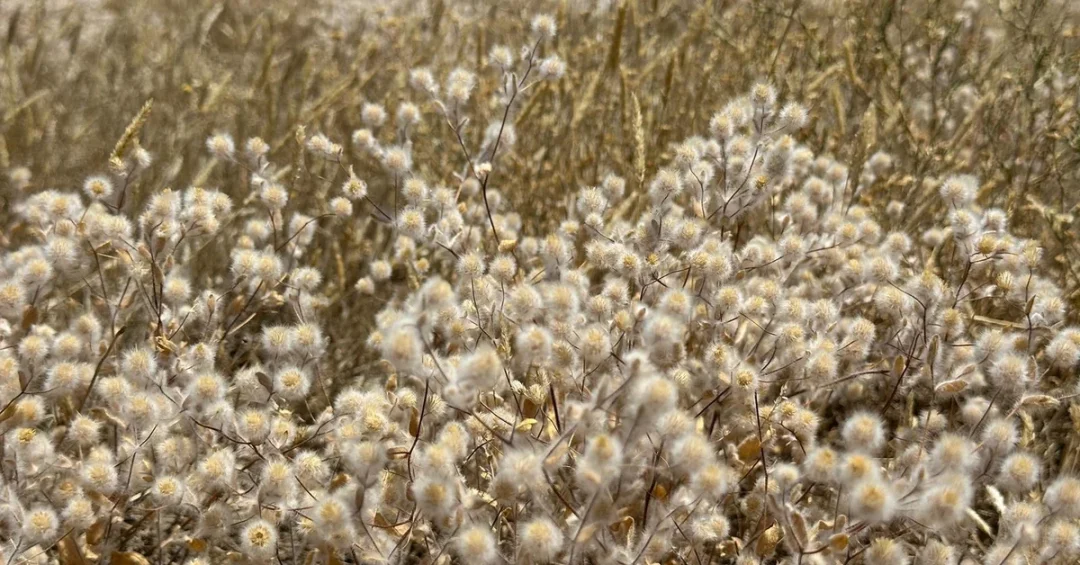 Bassia Eriophora: Desert Gem Thrives in Saudi Arabia’s Royal Reserve