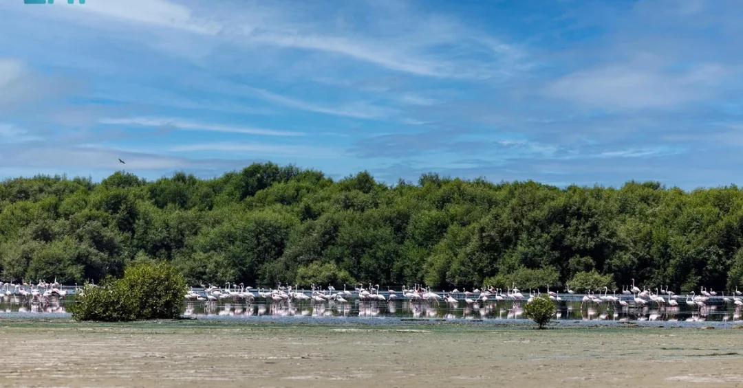 Saudi Arabia Leads Mangrove Conservation for Climate and Biodiversity