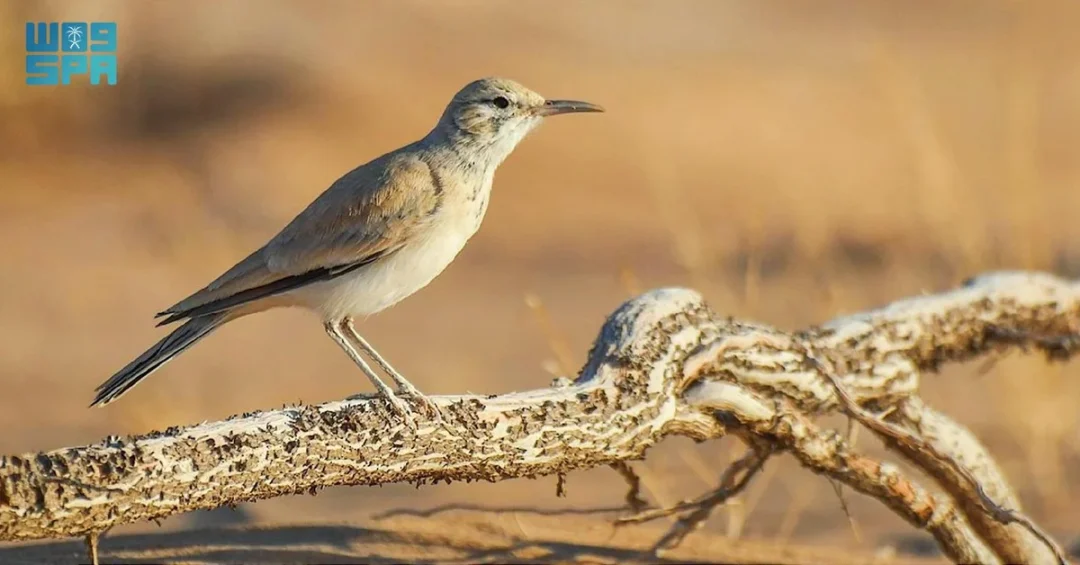 Endangered Species Thrive at Imam Turki bin Abdullah Royal Reserve