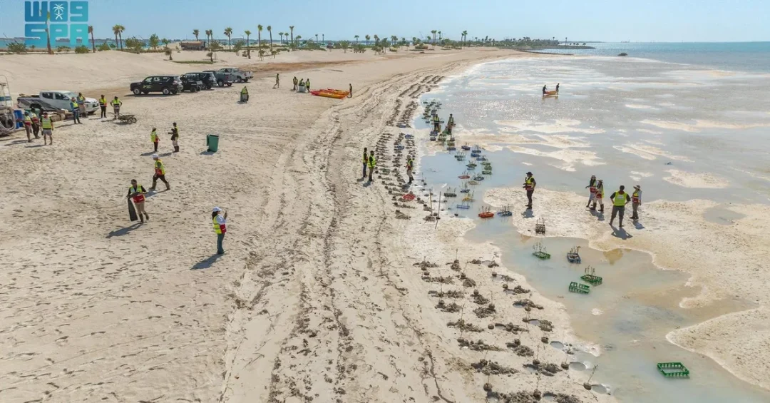 Red Sea Global Hosts Mangrove Planting Initiative in Tabuk