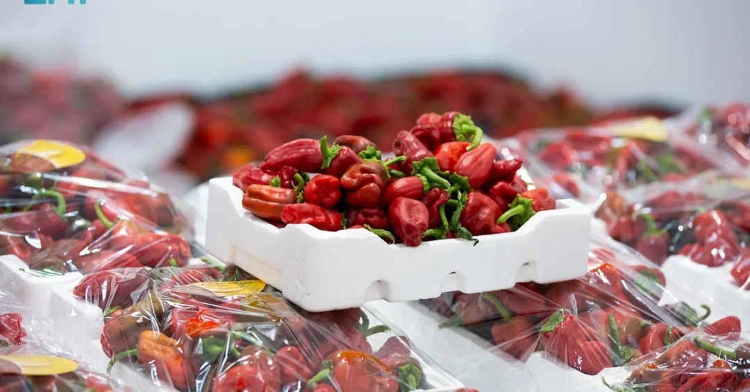 Investment Contracts Signed for Shaqra Farmers’ Products at Pepper Festival