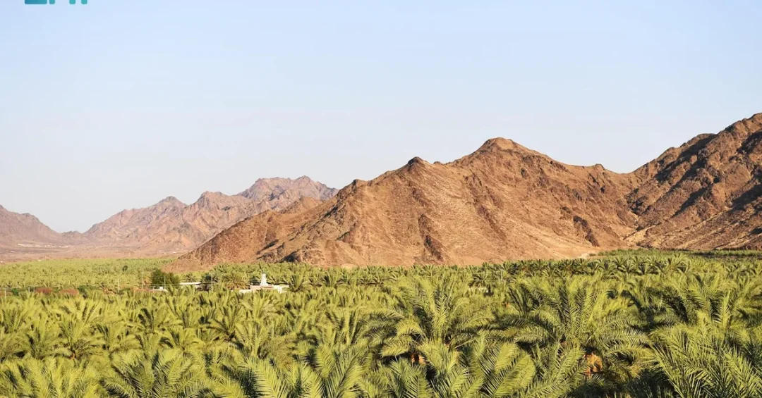 Madinah Farmers Begin Date Harvest as Season Nears Peak Ripeness