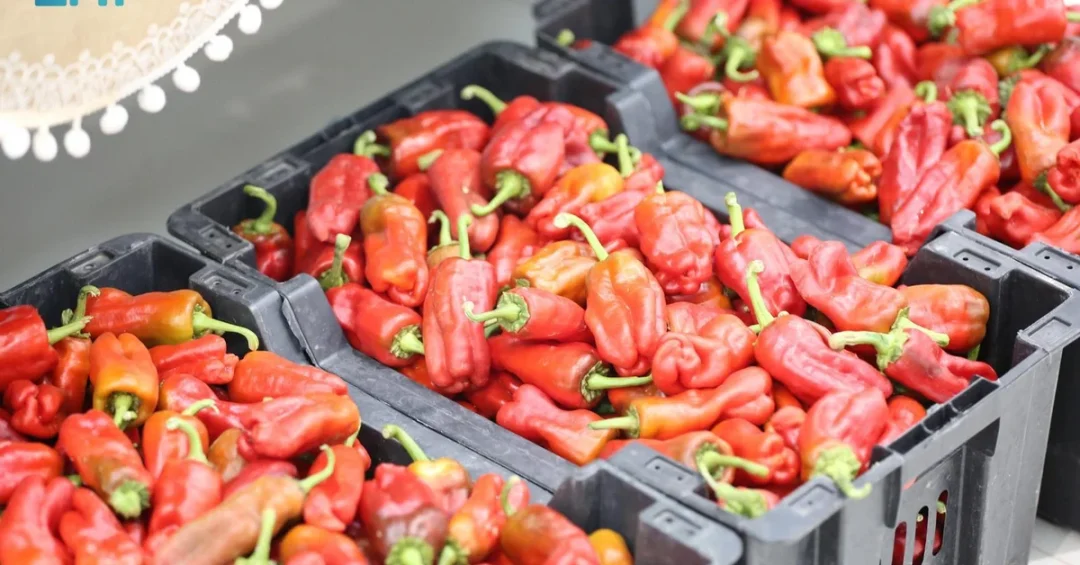 Shaqra Pepper Auction Boosts Farmer Profits and Supports Charity