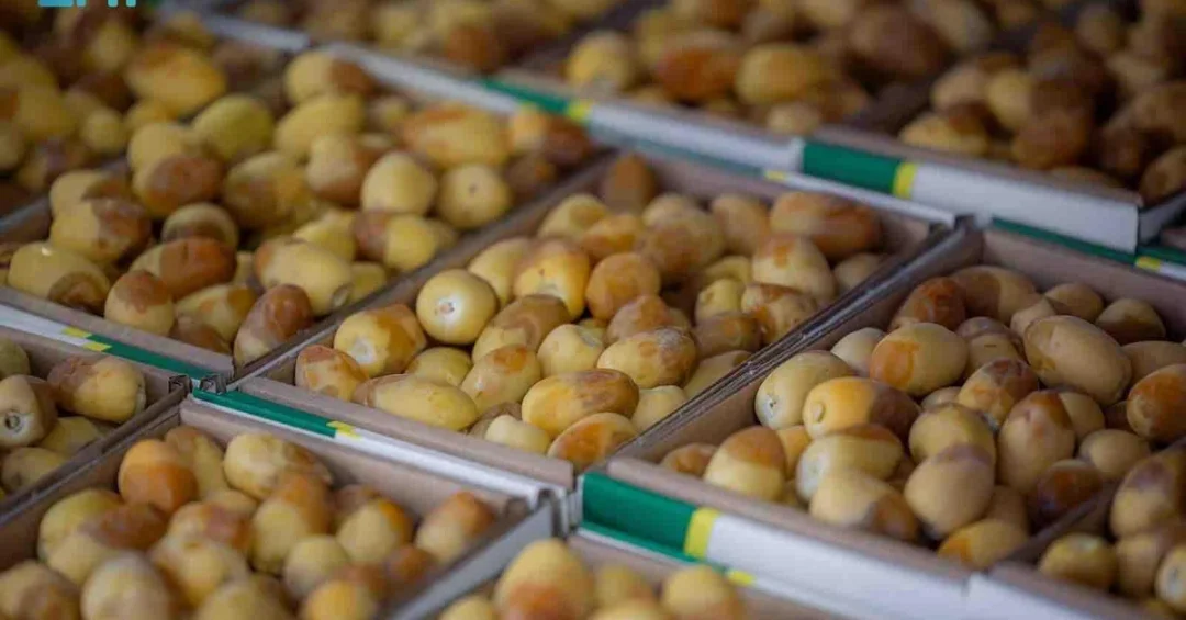 Over 50 Date Varieties Showcased at Buraidah Dates Carnival in Qassim