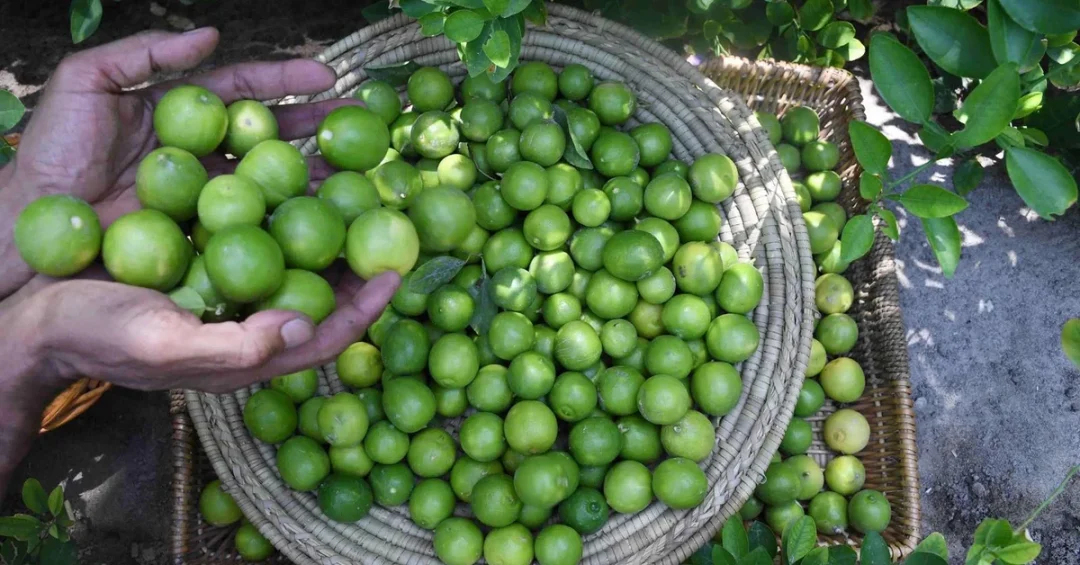 Makkah Region Farmers Boost Local Crop Sales in ‘Harvest Season’ Campaign