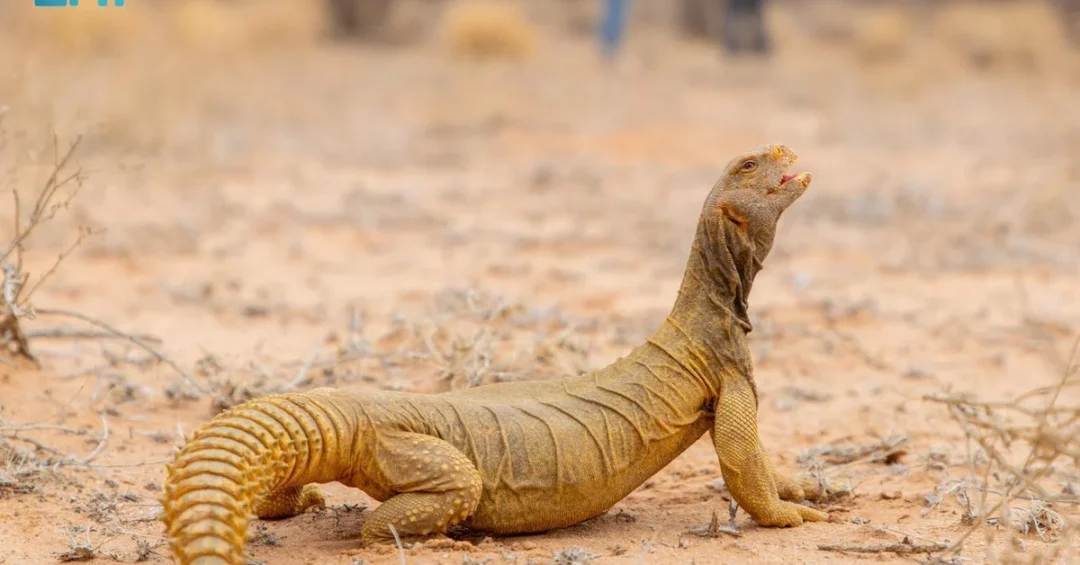 Over 20 Spiny-Tailed Lizards Released into King Khalid Royal Reserve