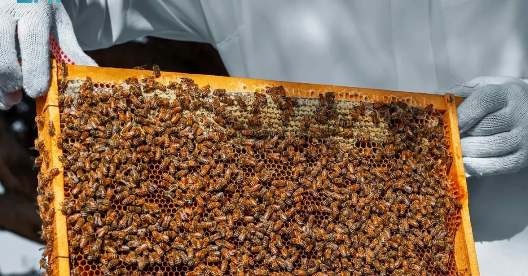 Over 40,000 Beehives Thrive in Imam Turki bin Abdullah Royal Reserve