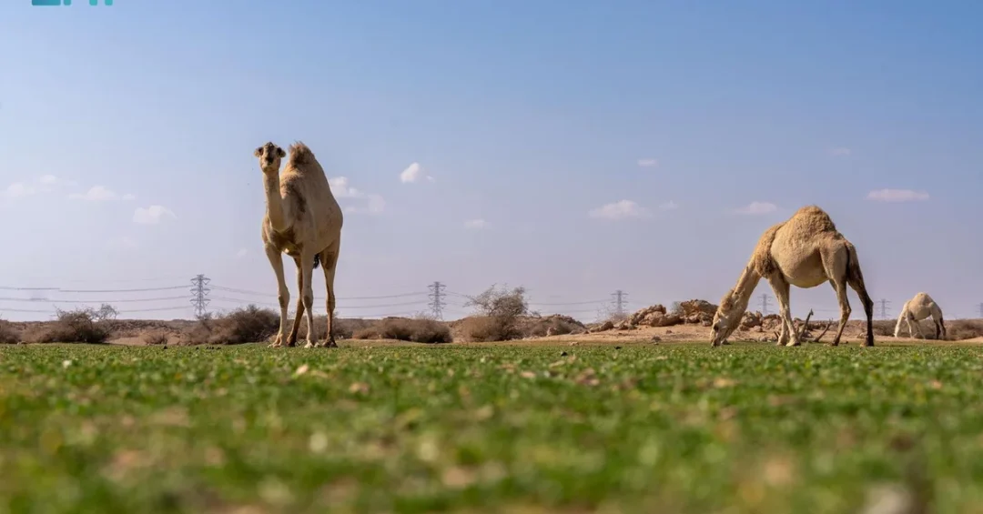 Camels Roam Lush Pastures West of Rafha, Creating Picturesque Scene
