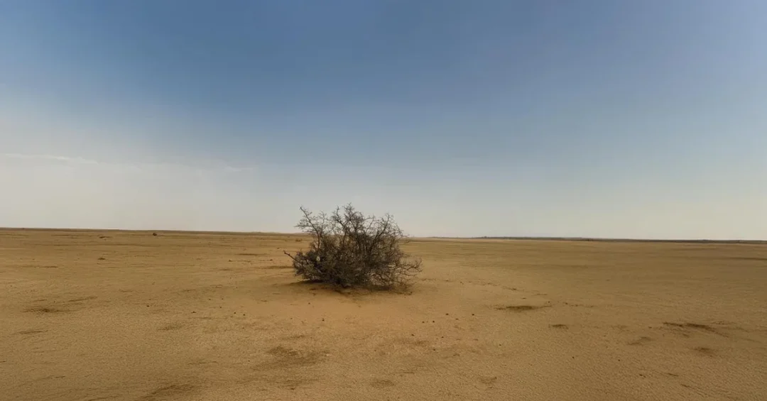 NCVC Launches Project to Assess and Rehabilitate Degraded Vegetation in Saudi Arabia