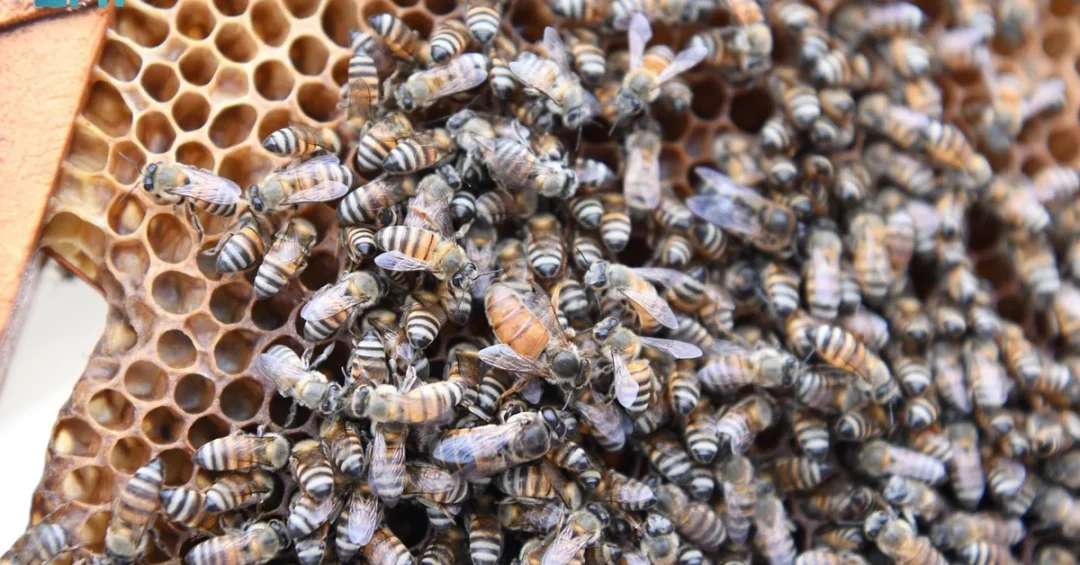 Jazan Honey: A Legacy of Flavor and Economic Prosperity