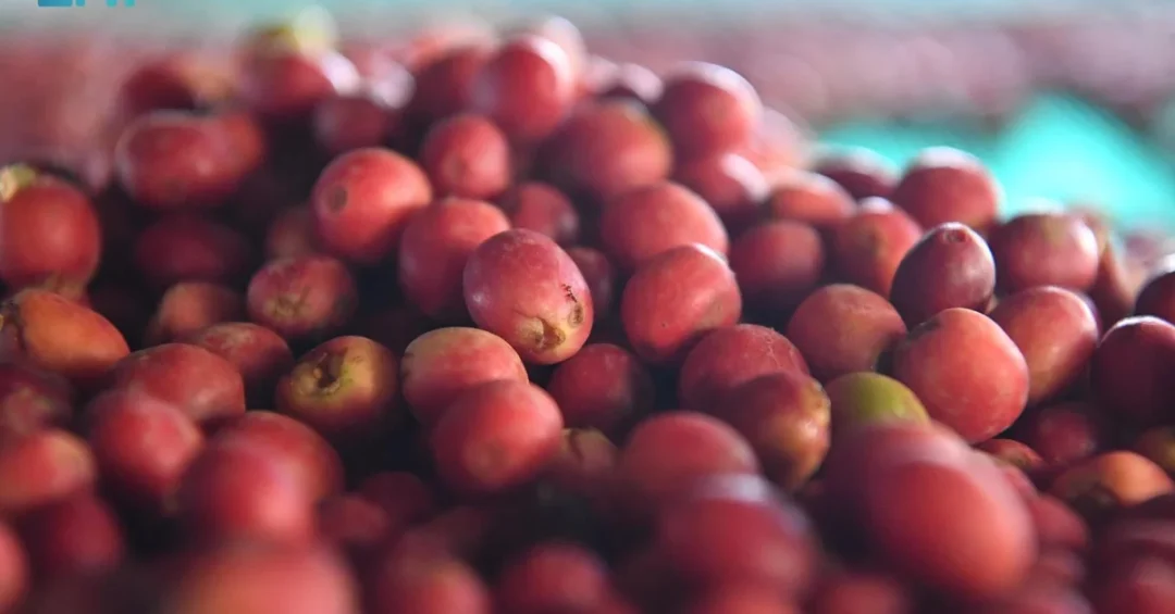 Saudi Coffee Cooperative Exports First Shipment to Europe