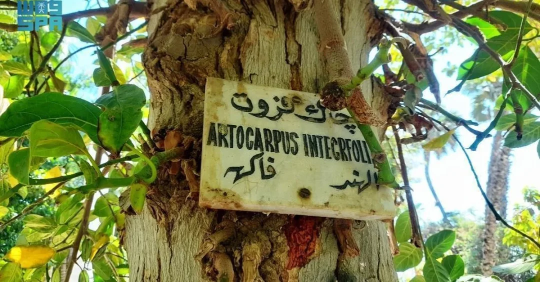 Aswan’s Plants Island: A Living Museum on the Nile