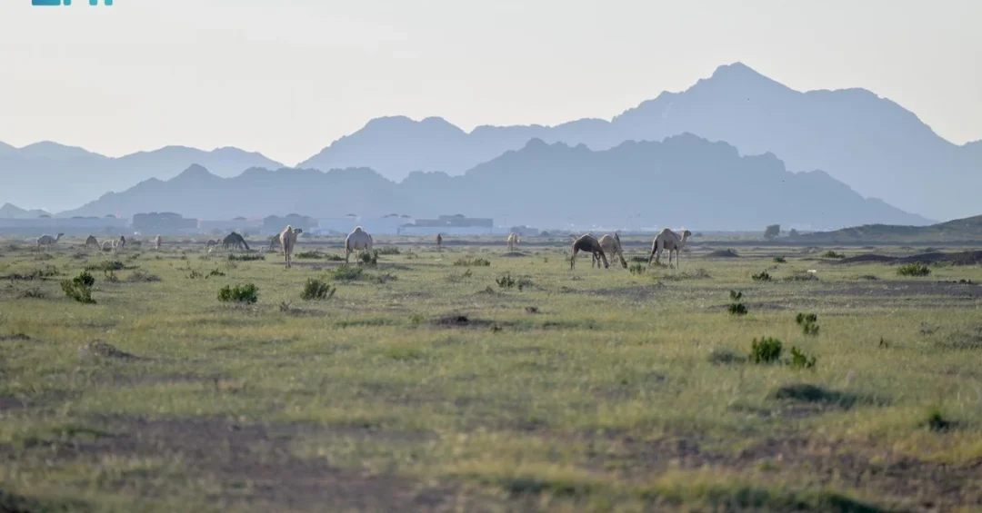 Al-Hanakiyah Governorate Turns Green After Seasonal Rains in Saudi Arabia