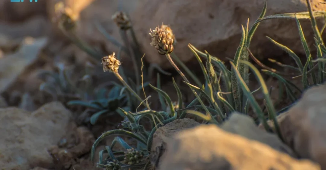 Plantago Ciliata: Key to Northern Borders Grazing and Ecology