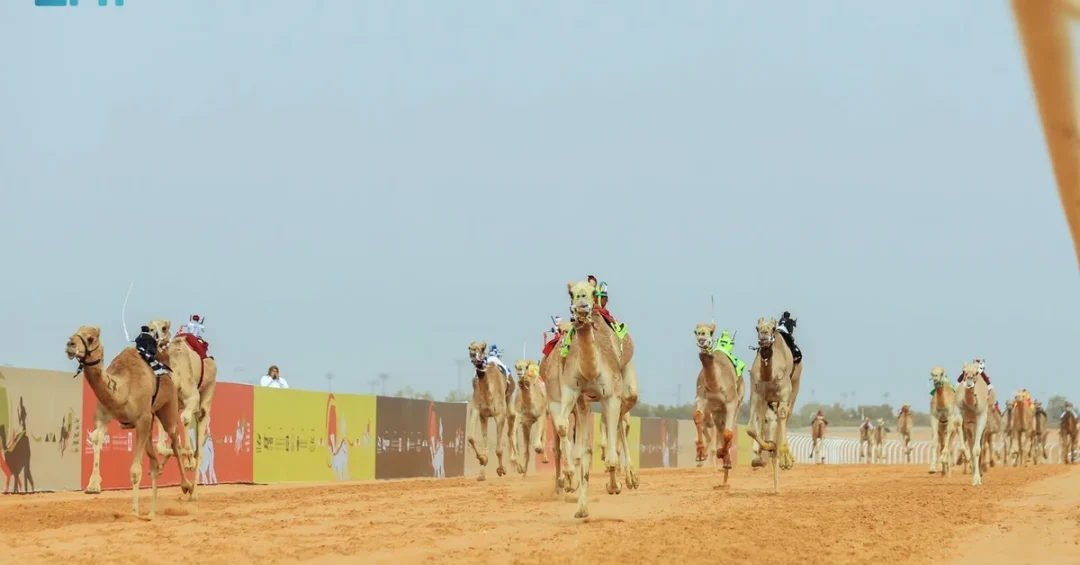Custodian of Two Holy Mosques Festival Closes with SAR262.5M Camel Races