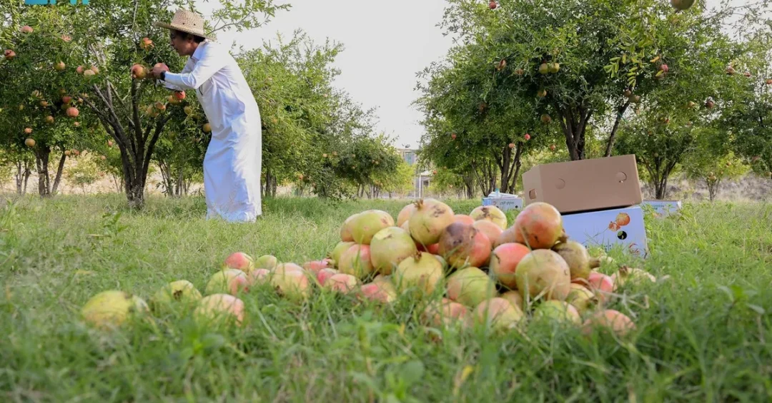 Al-Baha Region Produces Over 6,600 Tons of Pomegranates Annually