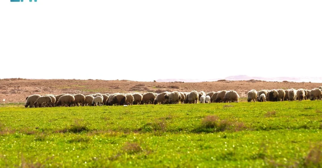 Zubala’s Spring Pastures Boost Sheep Farming and Tourism